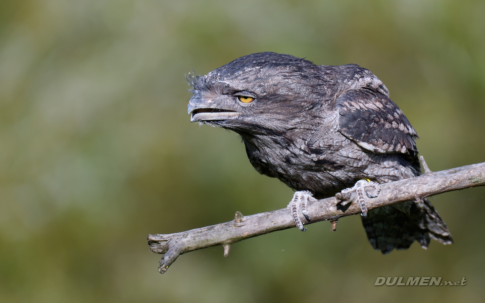01 Tawny frogmouth (Podargus strigoides)